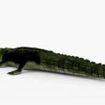 crocodile collection 3d model_(2)