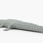 crocodile collection 3d model_(21)