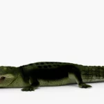 crocodile collection 3d model_(3)