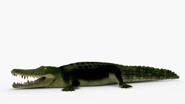 Crocodile Collection 3D Model Free Download 3D Model Creature Guard 18