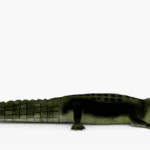 crocodile collection 3d model_(5)