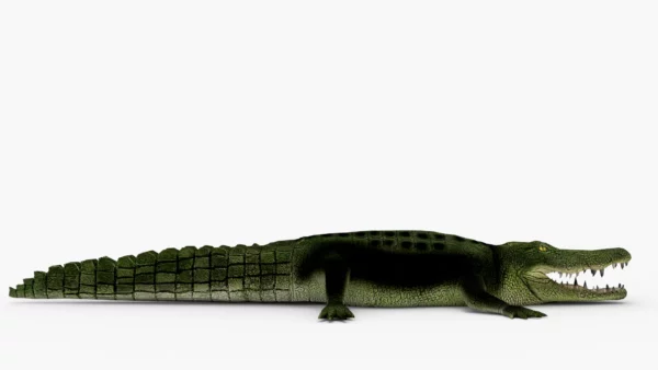 Crocodile Collection 3D Model Free Download 3D Model Creature Guard 17