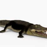 crocodile collection 3d model_(7)