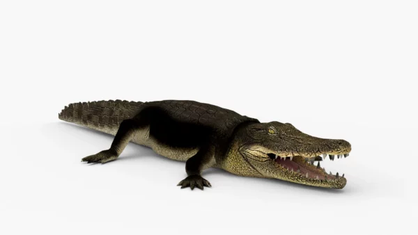 Crocodile Collection 3D Model Free Download 3D Model Creature Guard 4