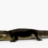 Crocodile Collection 3D Model Free Download 3D Model Creature Guard 37
