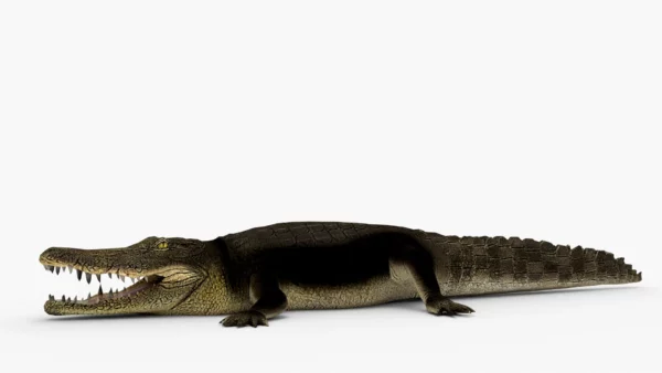 Crocodile Collection 3D Model Free Download 3D Model Creature Guard 14