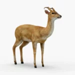 deer 3d model_(1)