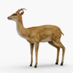 deer 3d model_(3)