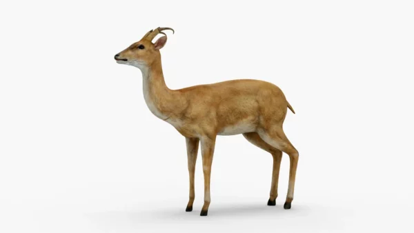 Deer 3D Model Free Download 3D Model Creature Guard 5