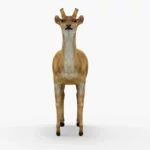 deer 3d model_(4)