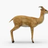 Deer 3D Model Free Download 3D Model Creature Guard 15