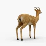 deer 3d model_(6)