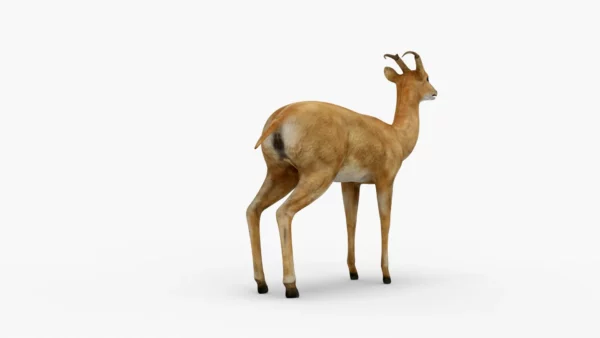 Deer 3D Model Free Download 3D Model Creature Guard 6