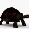 Galapagos Tortoise 3D Model Free Download 3D Model Creature Guard 12