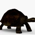 galapagos tortoise 3d model_(1)