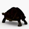 Galapagos Tortoise 3D Model Free Download 3D Model Creature Guard 13