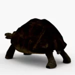 galapagos tortoise 3d model_(2)