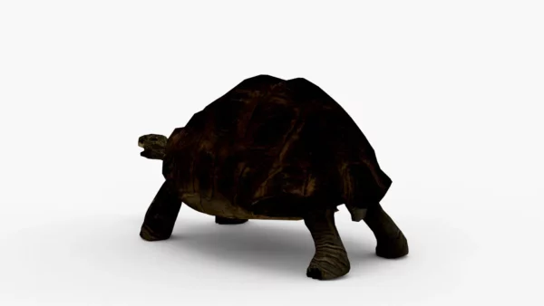 Galapagos Tortoise 3D Model Free Download 3D Model Creature Guard 3