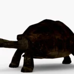 galapagos tortoise 3d model_(3)