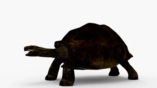 Galapagos Tortoise 3D Model Free Download 3D Model Creature Guard 7