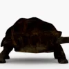 Galapagos Tortoise 3D Model Free Download 3D Model Creature Guard 14