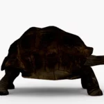 galapagos tortoise 3d model_(5)