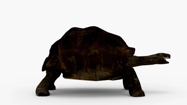 Galapagos Tortoise 3D Model Free Download 3D Model Creature Guard 4