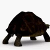 Galapagos Tortoise 3D Model Free Download 3D Model Creature Guard 15