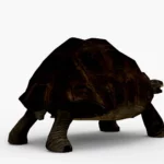 galapagos tortoise 3d model_(6)