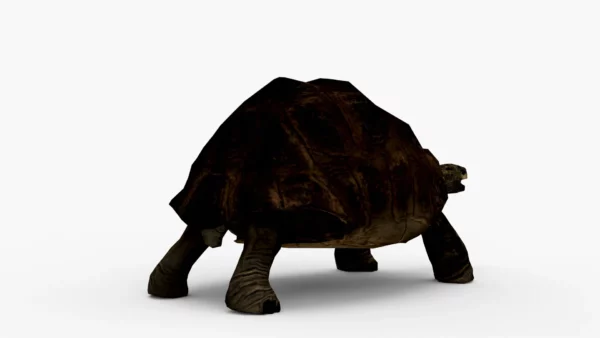 Galapagos Tortoise 3D Model Free Download 3D Model Creature Guard 5