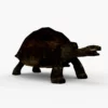 Galapagos Tortoise 3D Model Free Download 3D Model Creature Guard 11