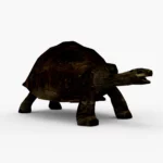 galapagos tortoise 3d model_(7)