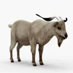 goat 3d model_(1)