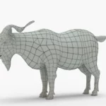 goat 3d model_(10)