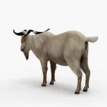 goat 3d model_(2)