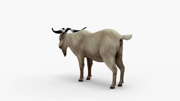Goat 3D Model Free Download 3D Model Creature Guard 7
