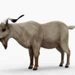 goat 3d model_(3)