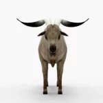 goat 3d model_(4)