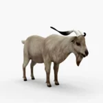 goat 3d model_(7)